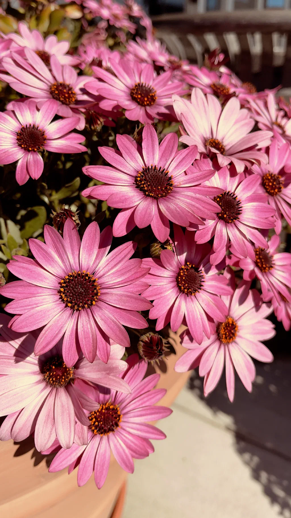 Pink Flower I found along the way walking in the neighborhood