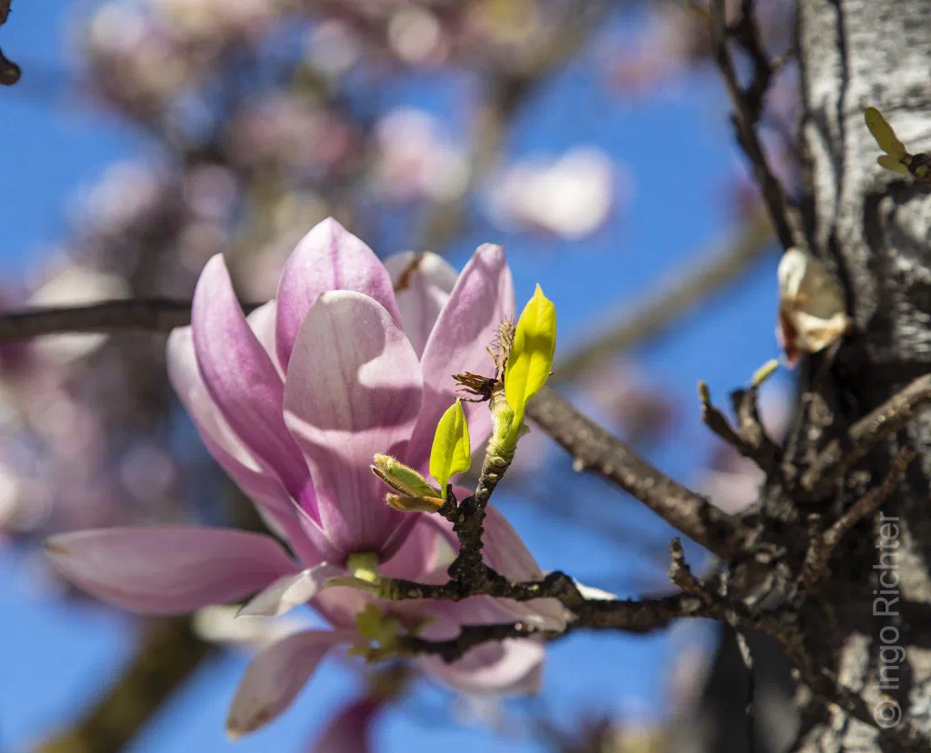 Magnolia Blossom