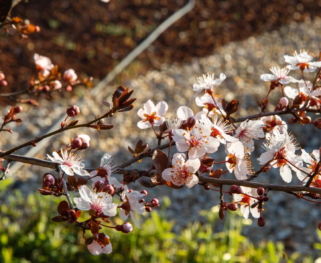 Blossoms of a Cherry or Plum