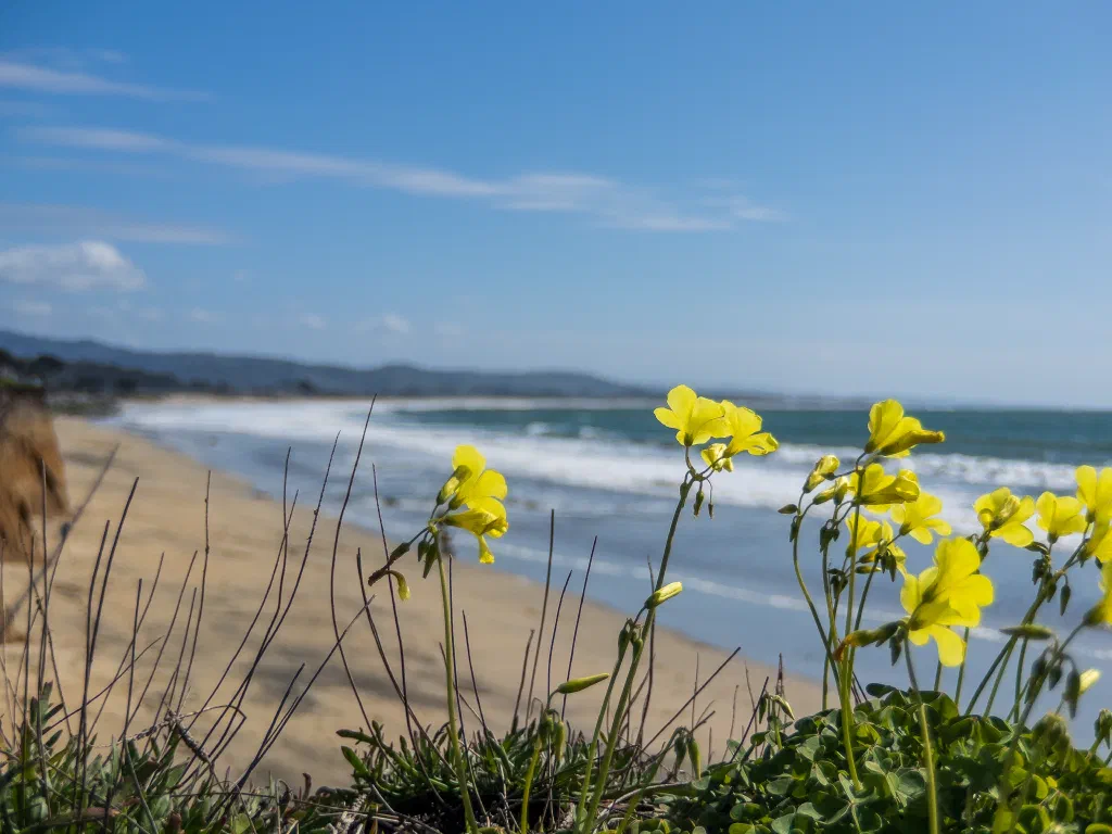 Yellow Flower above the Beach in Halfmoon Bay. Looking south along the Pacific Coastline