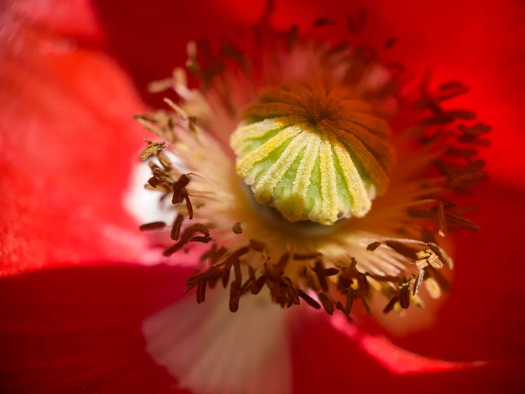 Macro shot of red poppy in sunlight.