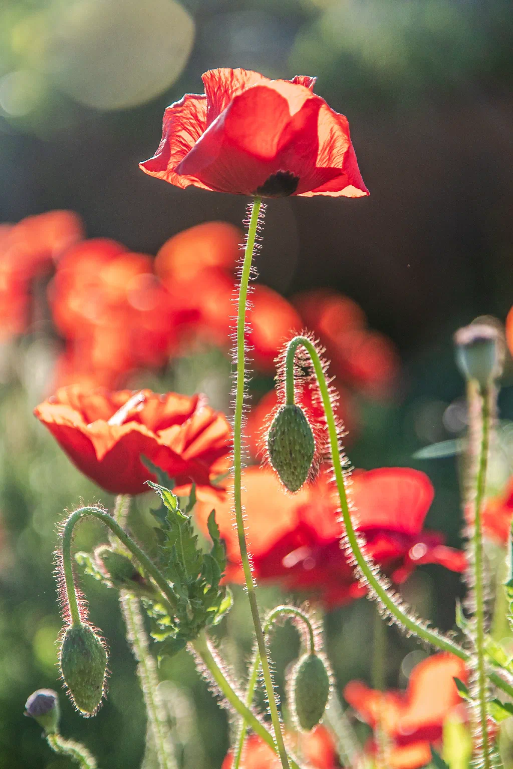 Red Poppy in the sunlight.