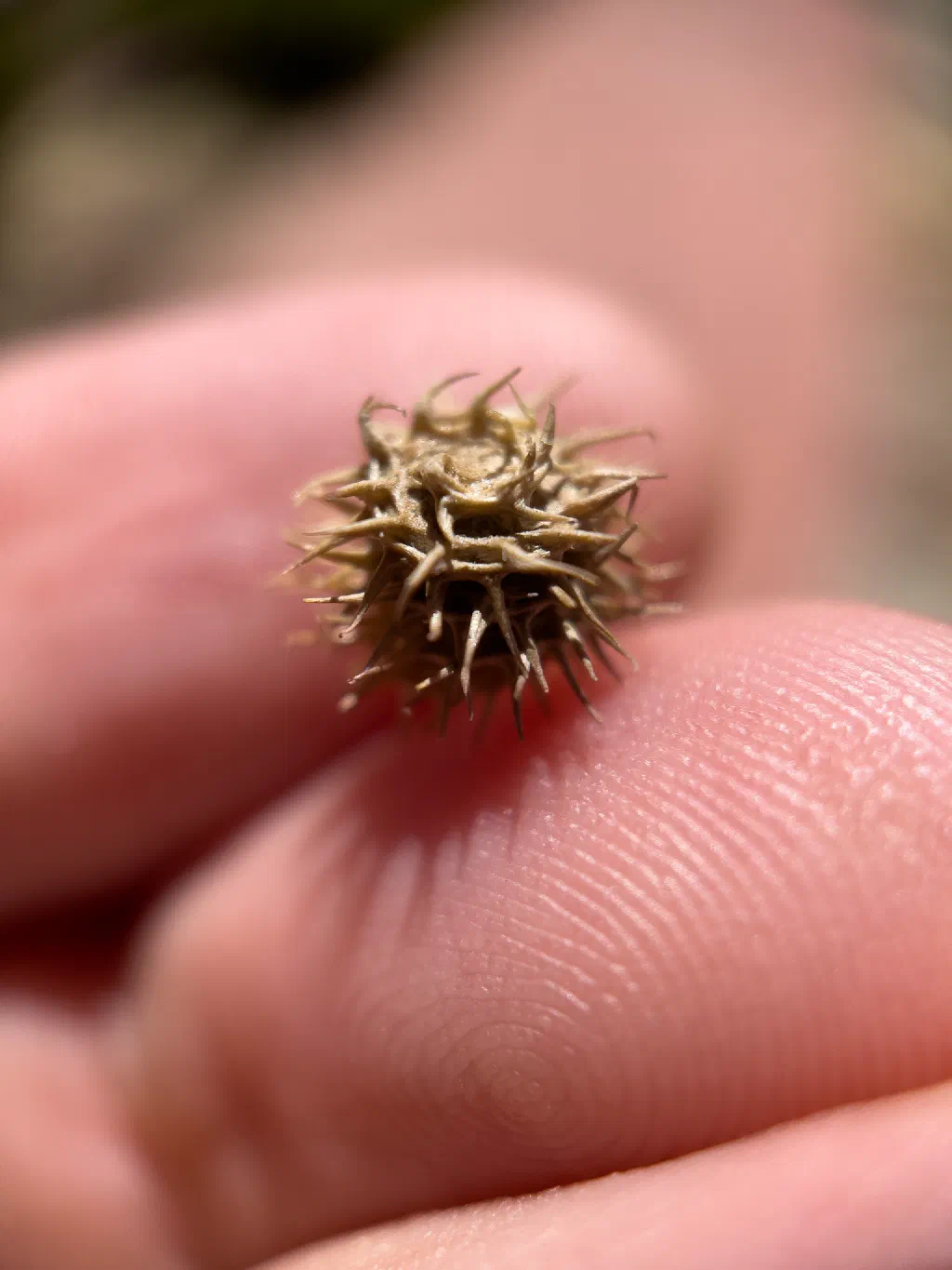 Looks like baby tumbleweed
