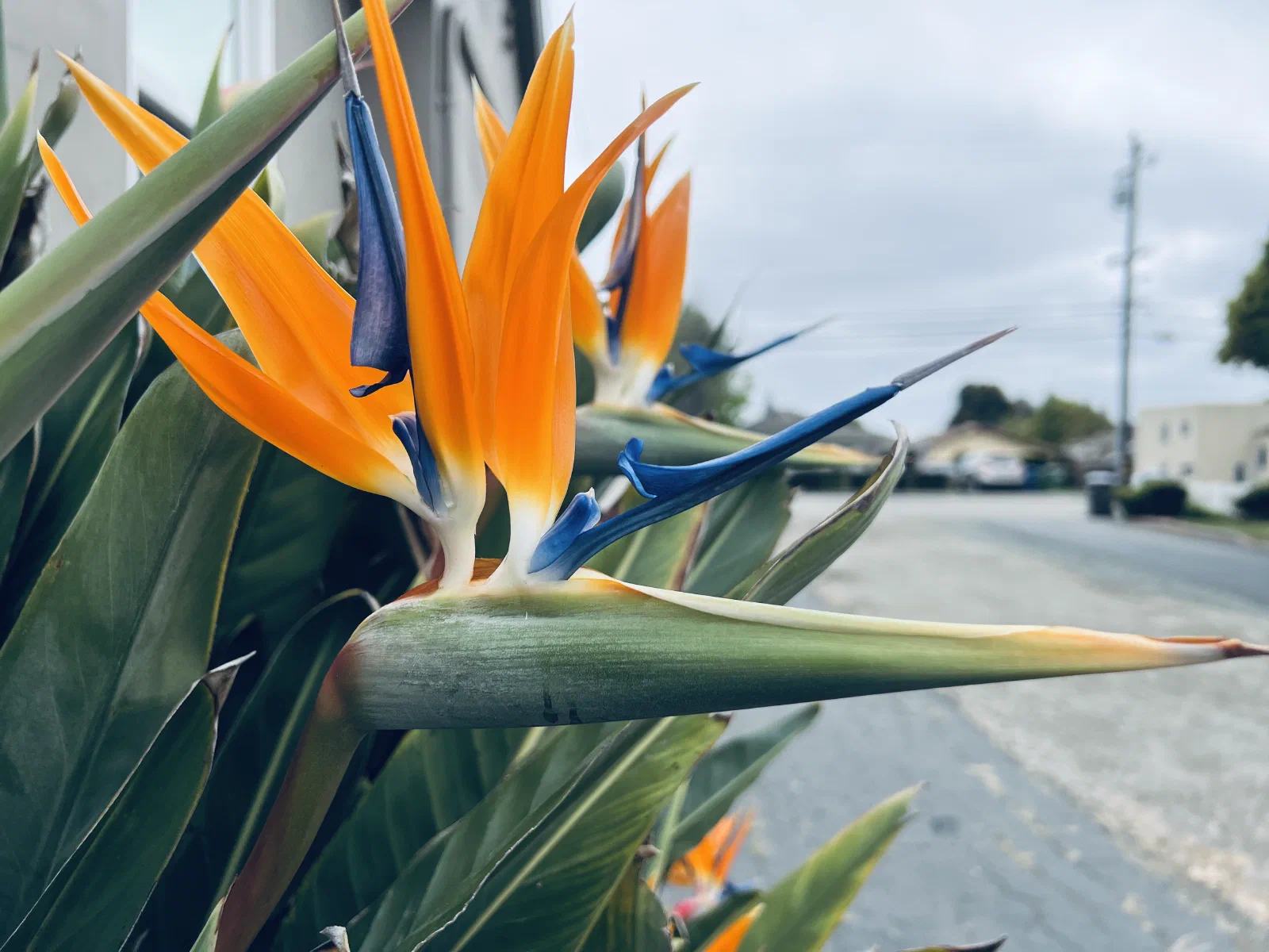 Birds Of Paradise