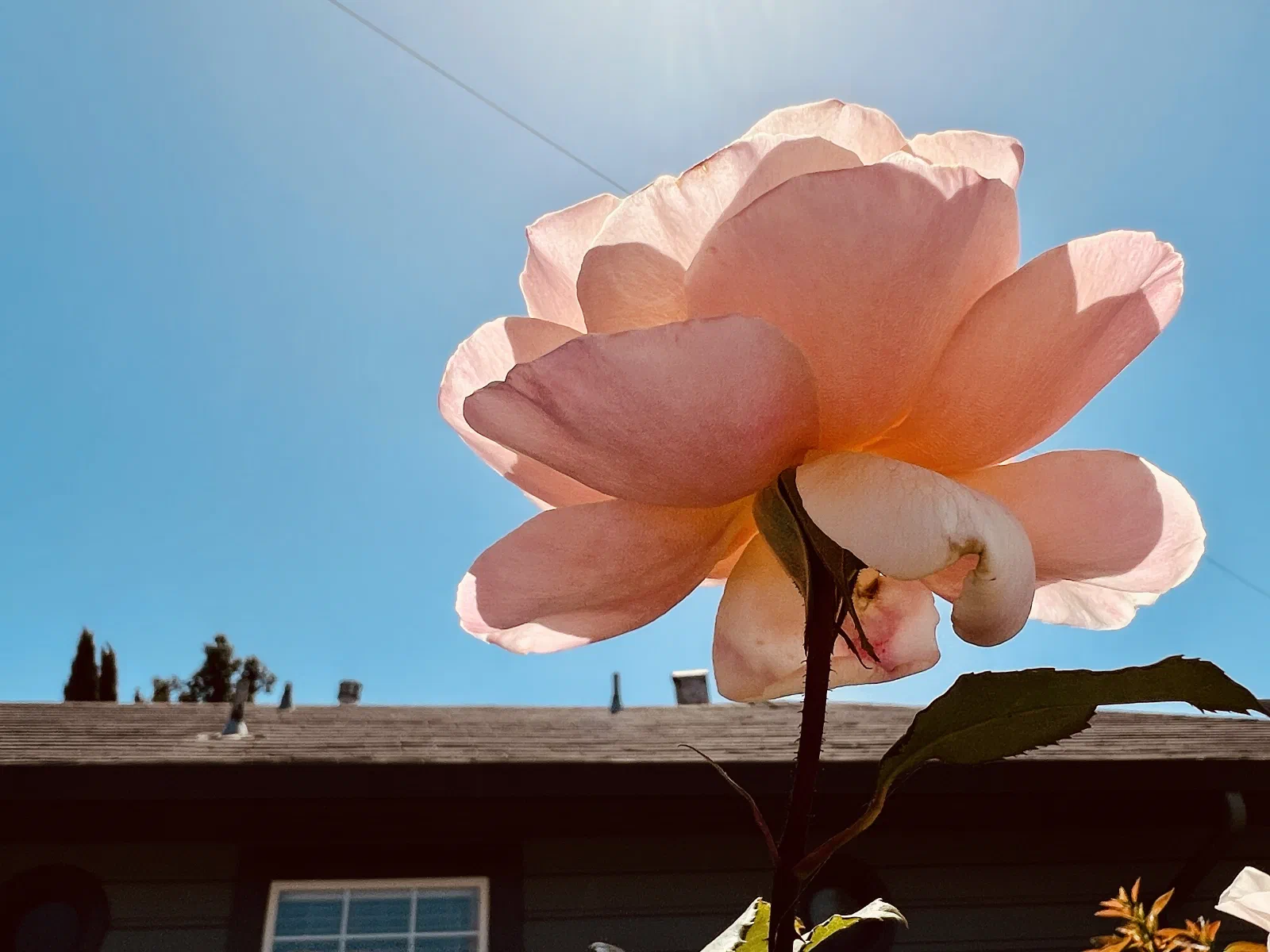 Rose in the Sun