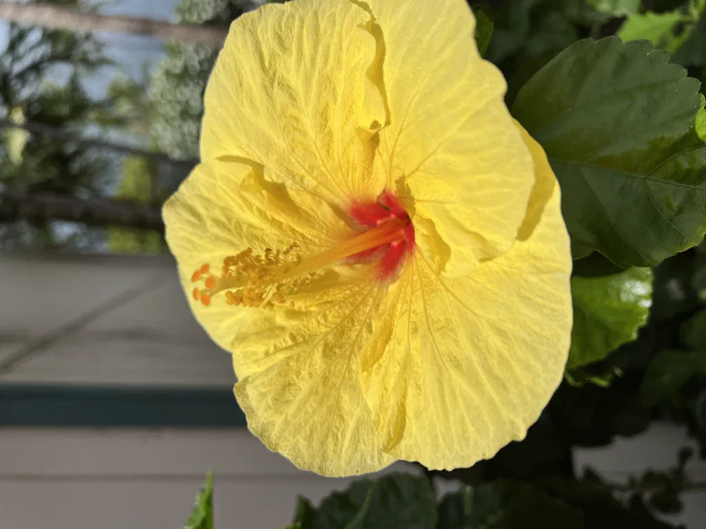 Yellow Hibiscus
