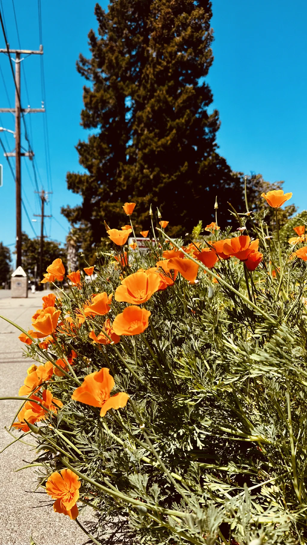 California Poppies on the sidewalk under blue sky