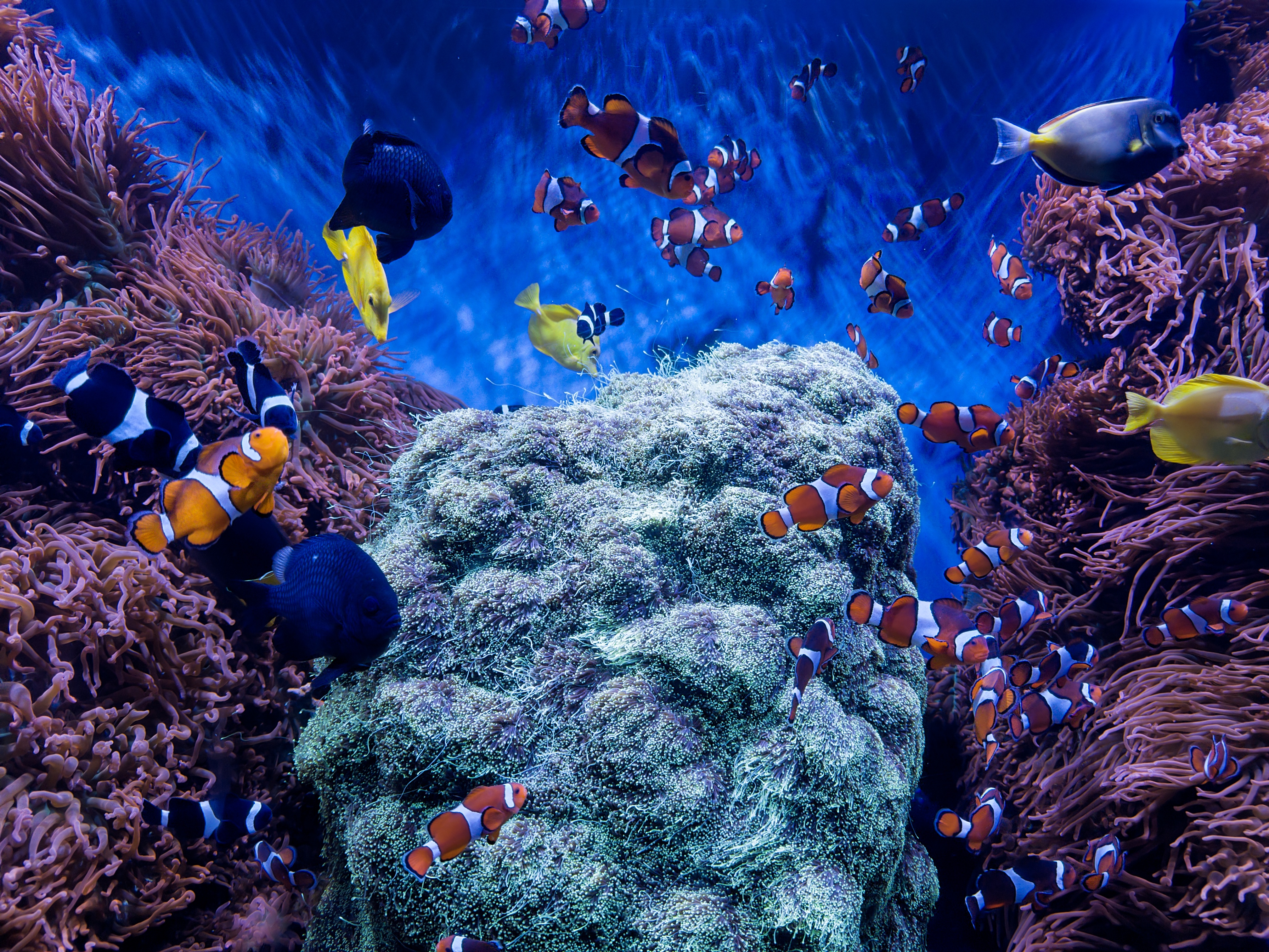 Nemo and Dory