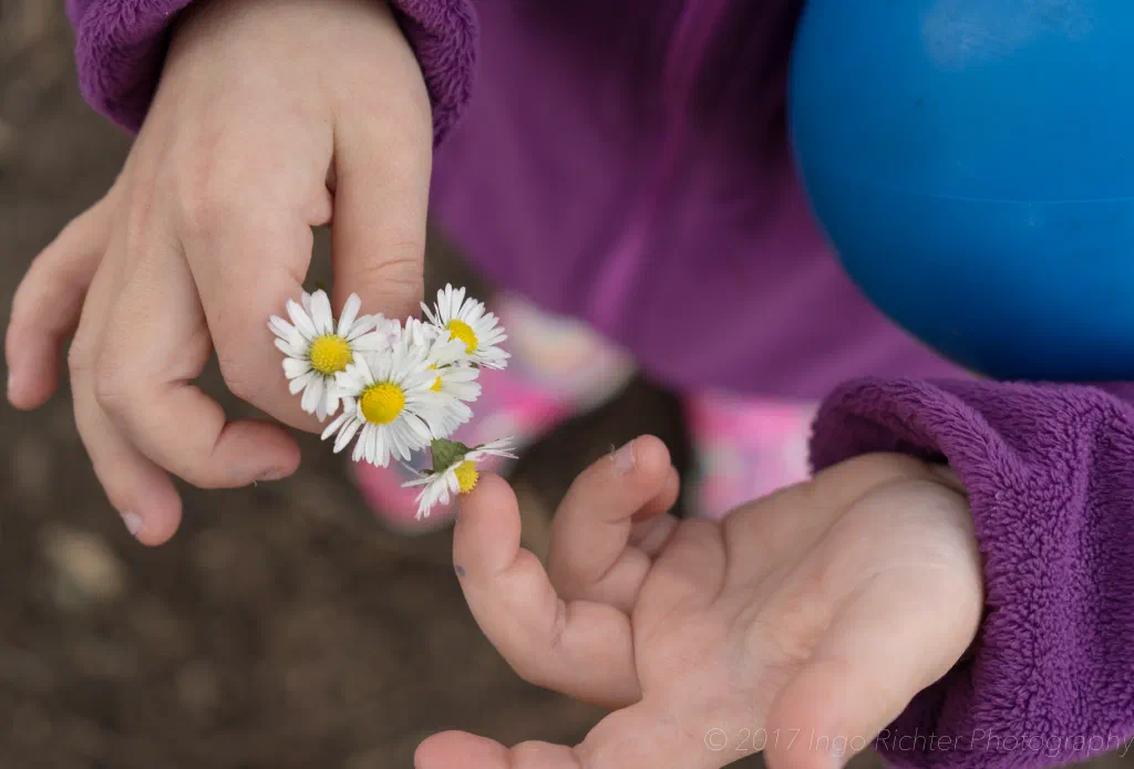 Daisy in little hands
