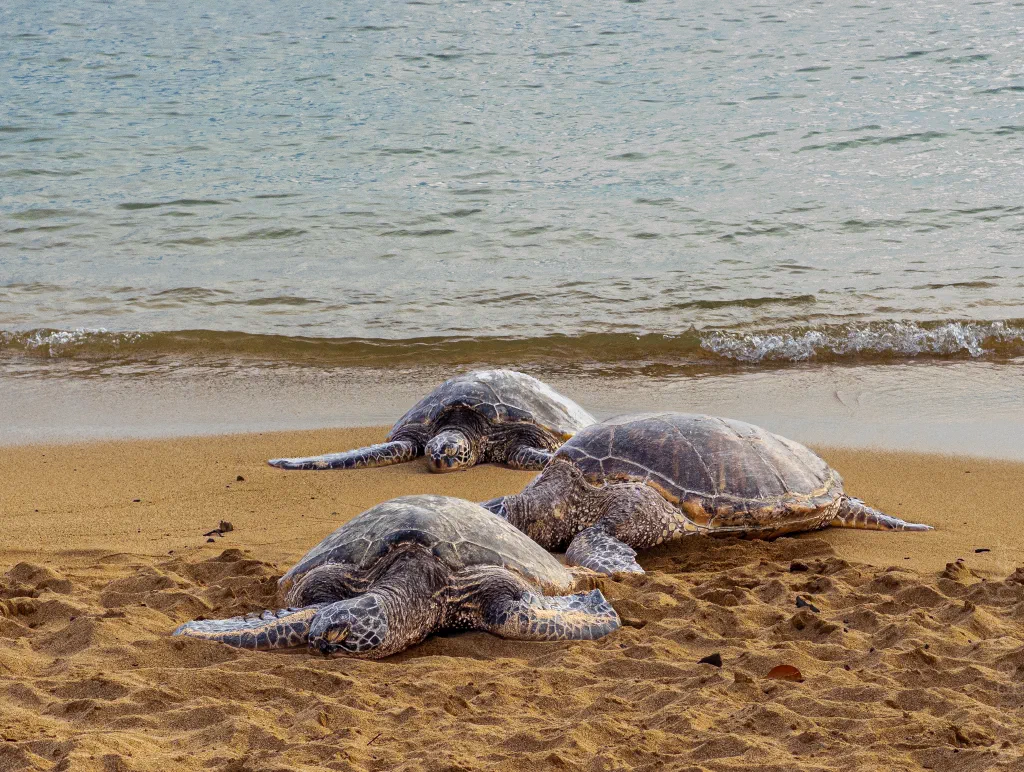 Three Resting Sea Turtles on the Beach